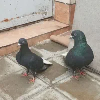 زاغ دمسفیدو ساده