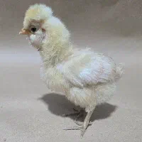 جوجه سلطان و لهستانی و برهما