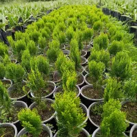 کامیس زعفرانی سطل ۳.۵|گل و گیاه طبیعی|رحیمآباد, |دیوار