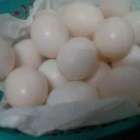 تخم کفتر تازه