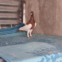 فروش کبوتر|پرنده|شیراز, هفت تنان|دیوار