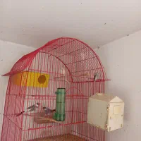 فنچ نرگسی و مرغ عشق با قفس