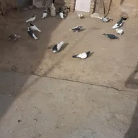 کبوتر