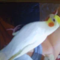 حیوانات گمشده