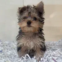 یورک شایر|سگ|تهران, شهرک چیتگر|دیوار