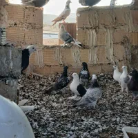 کبوتر پرشی وتزئینی|پرنده|تیران, |دیوار