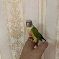 جوجه گرینچیک