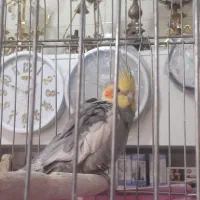 پرنده|پرنده|محمدشهر, محمدشهر|دیوار