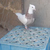 طوقی هفت رنگ|پرنده|سبزوار, دانشگاه آزاد|دیوار