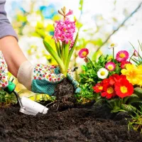 باغبانی کاشت باغچه گل و گیاه تعویض خاک گلدان درمحل|خدمات باغبانی و درختکاری|تهران, جهاد|دیوار
