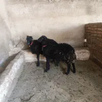 2راس گوسفند نر   قره قزل باش