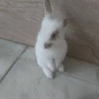 فروش خرگوش یک و نیم|موش و خرگوش|پیرانشهر, |دیوار