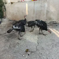 بوقلمون
