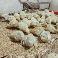 جوجه بلدرچین وایت اصلاح نژاد تمام سفید 13 روزه