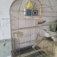 مرغ عشق مولد