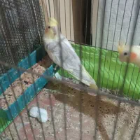 جفت عروس هلندی|پرنده|سمنان, |دیوار