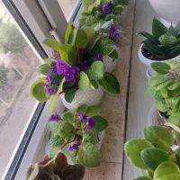 فروش انواع گل های اپارتمانی|گل و گیاه طبیعی|گرگان, |دیوار