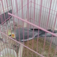 عروس هلندی سخنگو|پرنده|پاکدشت, شهرک امام رضا|دیوار