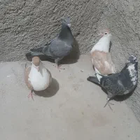 چند تا جوانه