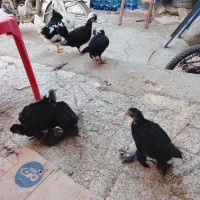 جوجه برهما بلک . گلین پنگوئنی . لهستانی . کوشین