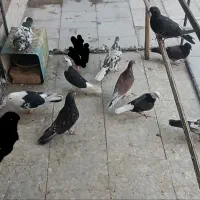 کفتر