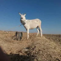 حیوانات|حیوانات مزرعه|طاغنکوه, |دیوار