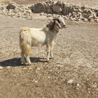 کهره نر چاق کشت و داشت)تخمی