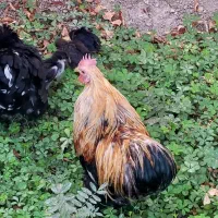 مرغ کوشین کوپ کرچ برهما کاکل ریشی تخم کن خروس جوجه