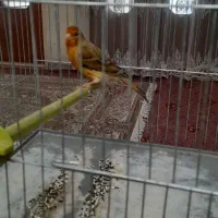 قناری نر شل سفت|پرنده|شاهین‌شهر, گزبرخوار|دیوار