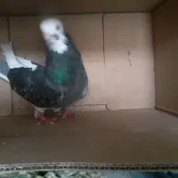 کبوتر۱۲۰ تومن