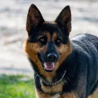 ژرمن شپرد بازیگوش