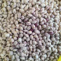 حبوبات عمده و خورد لوبیا چیتی