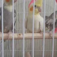 آلبینو دوعدد نر دانه ۶۵۰ گل باقالی ۲۰۰ ماده