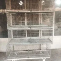 جوجه پرون قفس