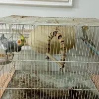 جفت عروس