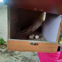 عروس هلندی جفت سفیدکاملارام شده|پرنده|ایزدشهر, |دیوار