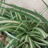 گل خورشیدی آونیوم و پتوس سانسوریا مهتابی و ابلغ|گل و گیاه طبیعی|اسلام‌شهر, شهرک محمدیه|دیوار