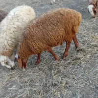 بره ماده