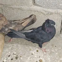 تعدادی کبوتر|پرنده|جیرفت, |دیوار