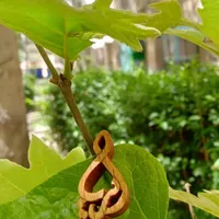 گردنبند چوبی|صنایع دستی و سایر لوازم تزئینی|بومهن, |دیوار