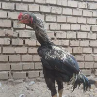 خروس لاری