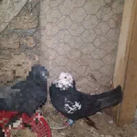 کبوتر نر فیت