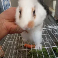 خرگوش لوپی نژاد فرانسوی