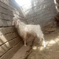 نر بز فروشی