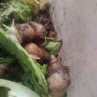 حلزون پرورشی 200تا300کوجک وبزرگ ریز درشت|خزنده|کرمان, |دیوار