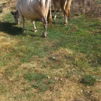 دو عدد گاو شیری یکی 7ماه آبستن