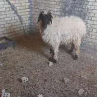 فروش دو راس گوسفند