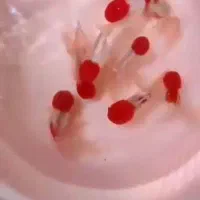 ماهی قرمز|ماهی|قم, آزادگان|دیوار