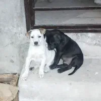 واگذاری دو عدد سگ توله دوماهه
