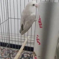 طوطی کوتوله